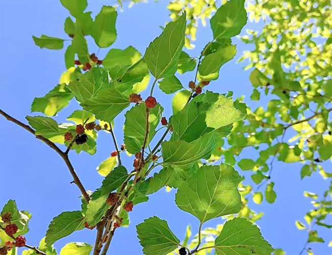 ��Ȫ��ɣ��԰